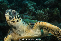 Hi friend! by Willem Mazerant 